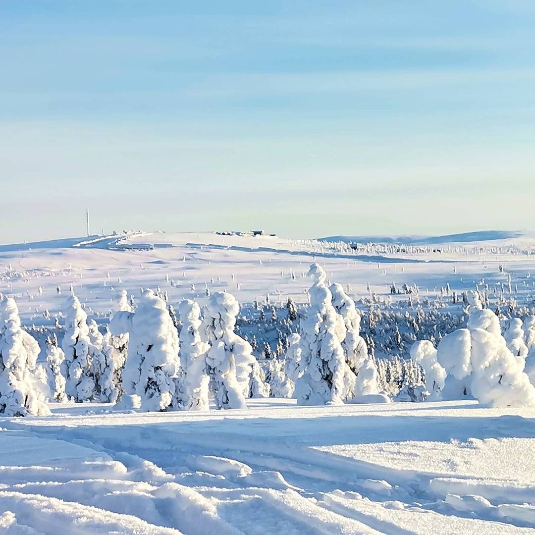 Snow-covered trees on an open fell in Lapland on a sunny winter day